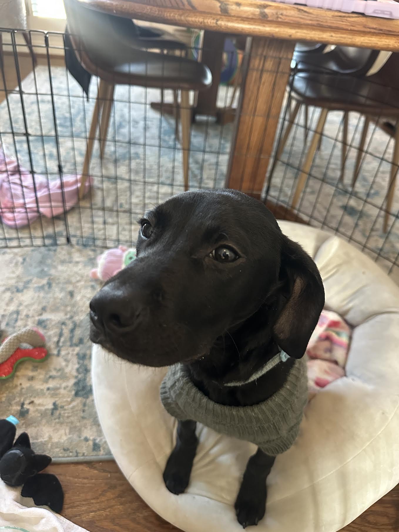 Enlarge Alphie, a ADOPTABLE mixed breed in Cumming, GA image 1/5