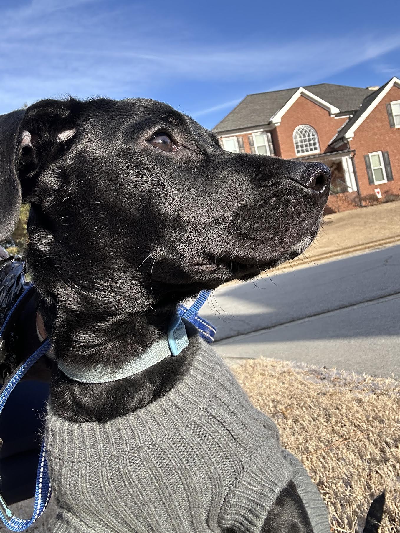 Enlarge Alphie, a ADOPTABLE mixed breed in Cumming, GA image 4/5