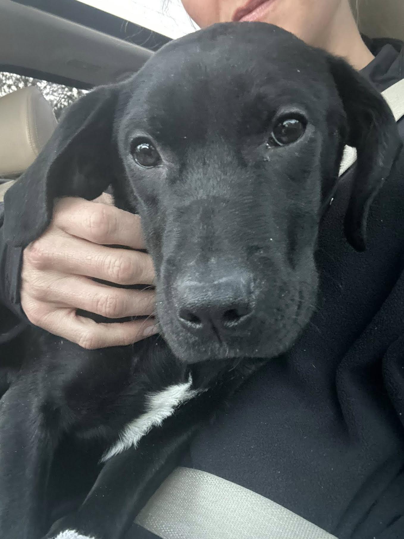 Enlarge Alphie, a ADOPTABLE mixed breed in Cumming, GA image 2/5