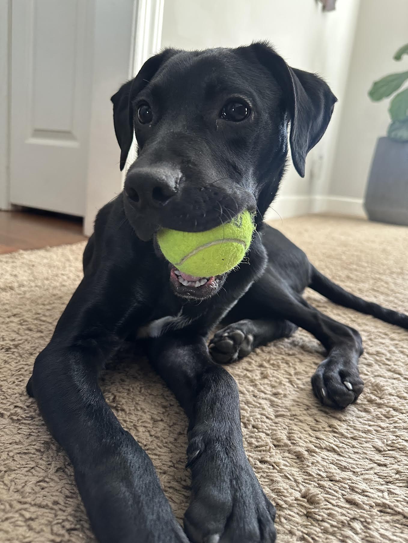 Alphie, an adopted mixed breed in Cumming, GA image 3/6