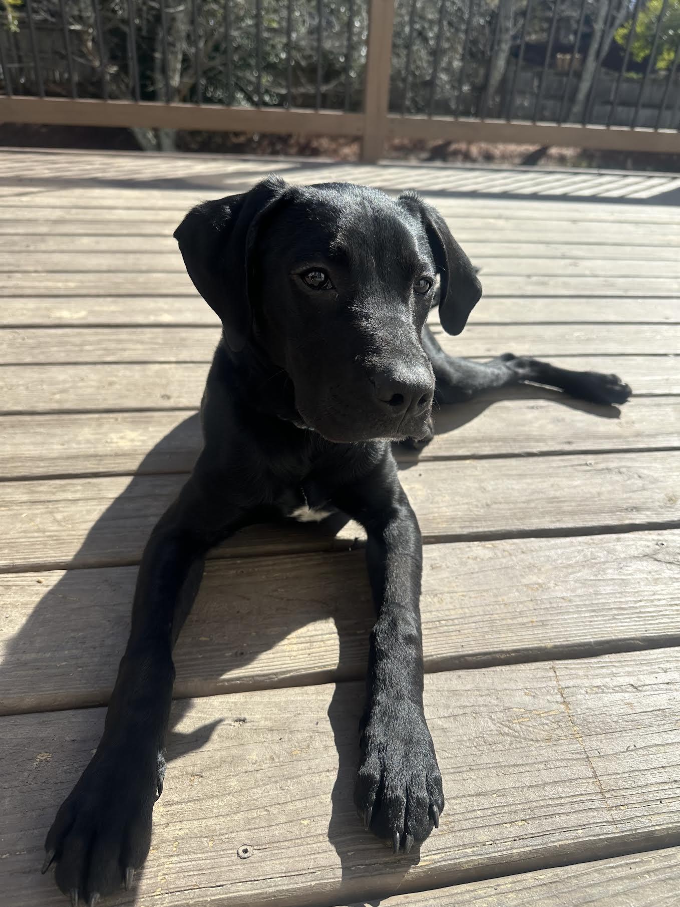 Alphie, an adopted mixed breed in Cumming, GA image 2/6