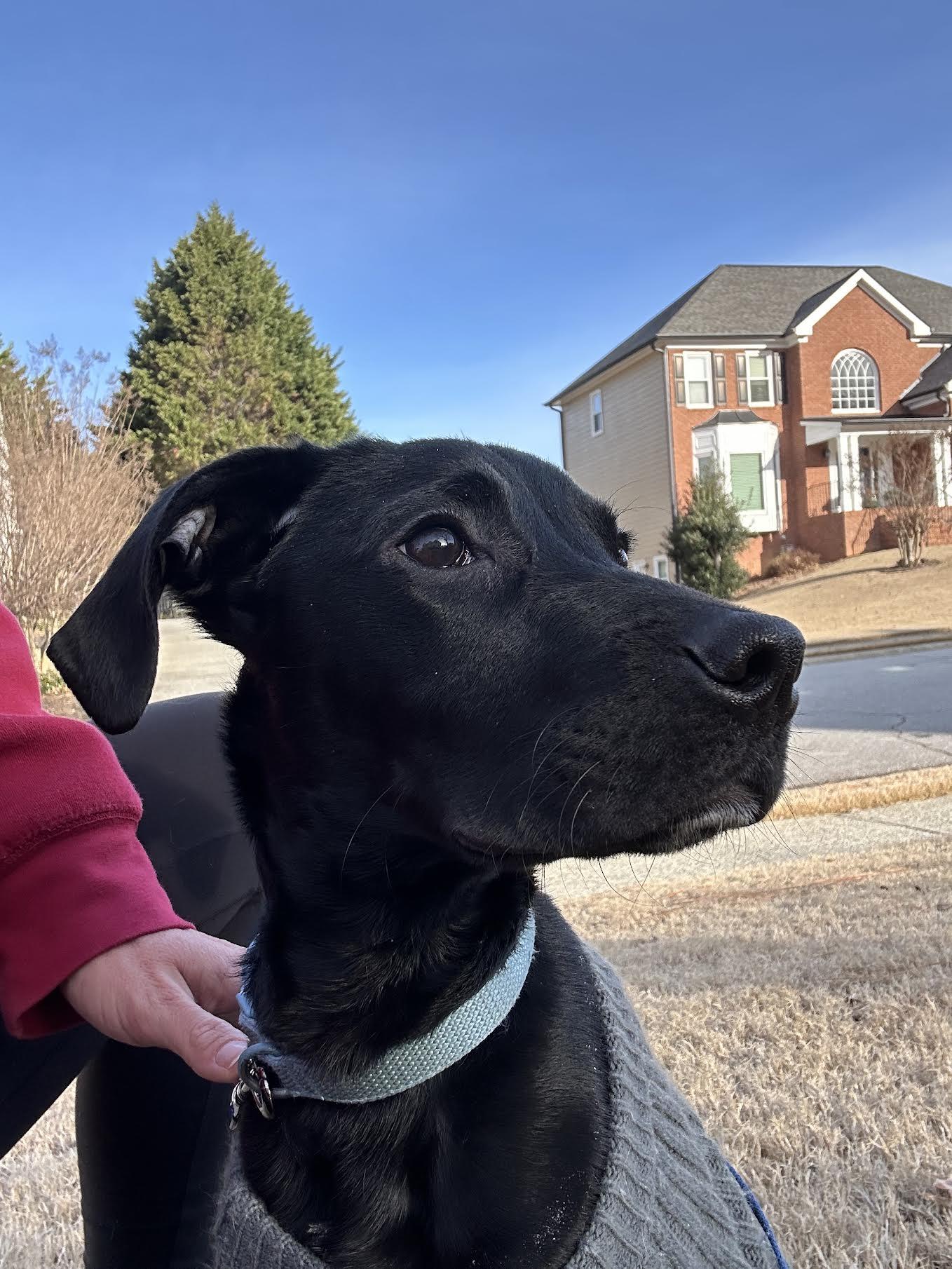 Enlarge Alphie, a ADOPTABLE mixed breed in Cumming, GA image 5/5