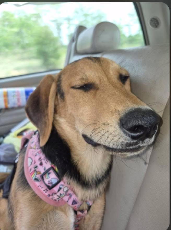 Willow, ADOPTABLE, Puppy Female Anatolian Shepherd & Doberman Pinscher.