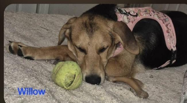 Enlarge Willow, a ADOPTABLE mixed breed in Paoli, IN image 2/2