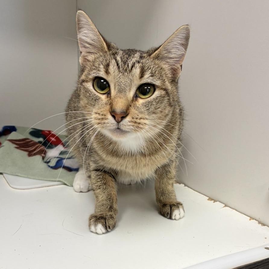 Enlarge Star, a Adoptable Domestic Short Hair in Jeffersonville, IN image 1/1