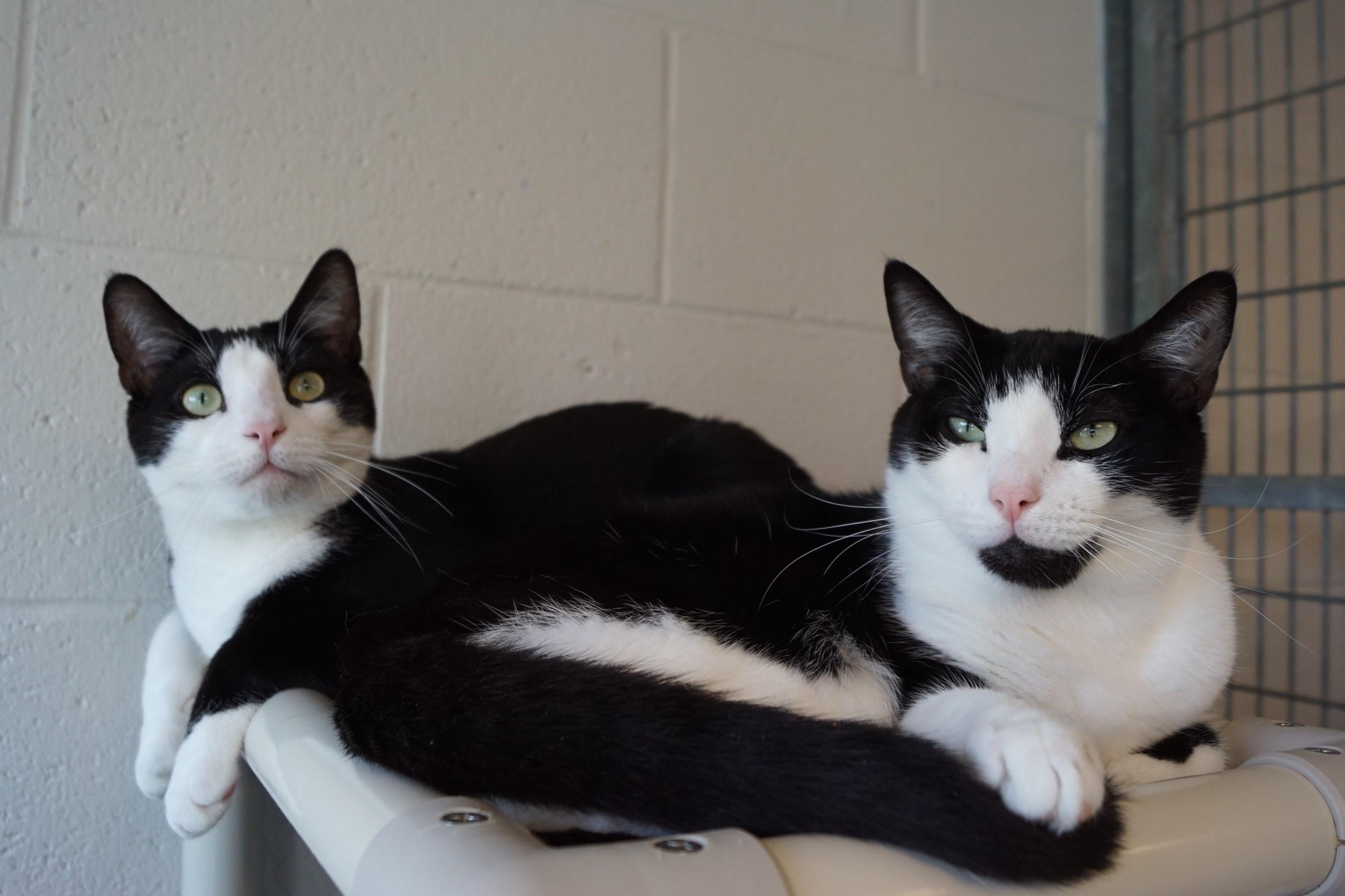 Enlarge Howlet, a Adoptable Domestic Short Hair in New Milford, CT image 4/6