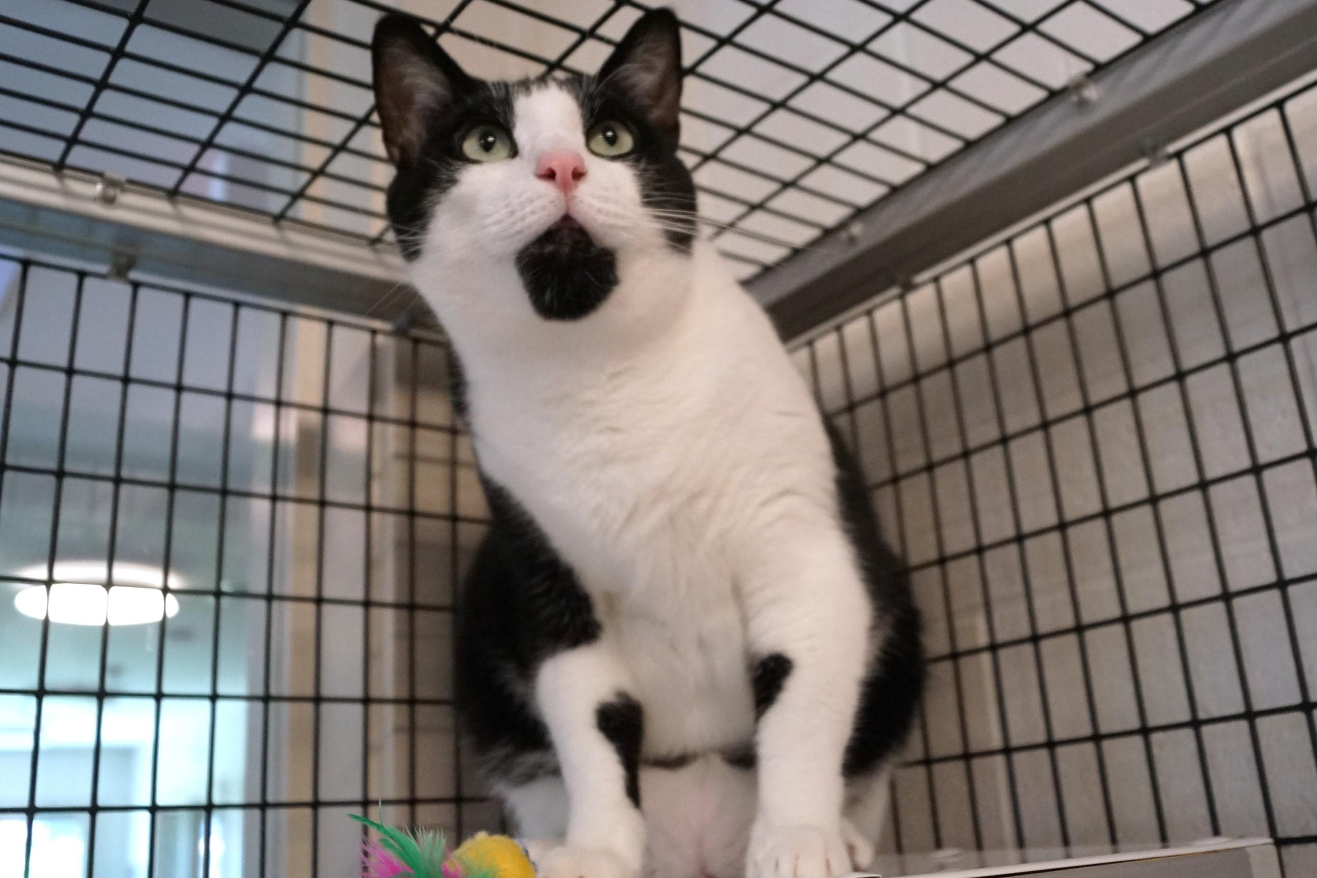 Enlarge Howlet, a Adoptable Domestic Short Hair in New Milford, CT image 3/6