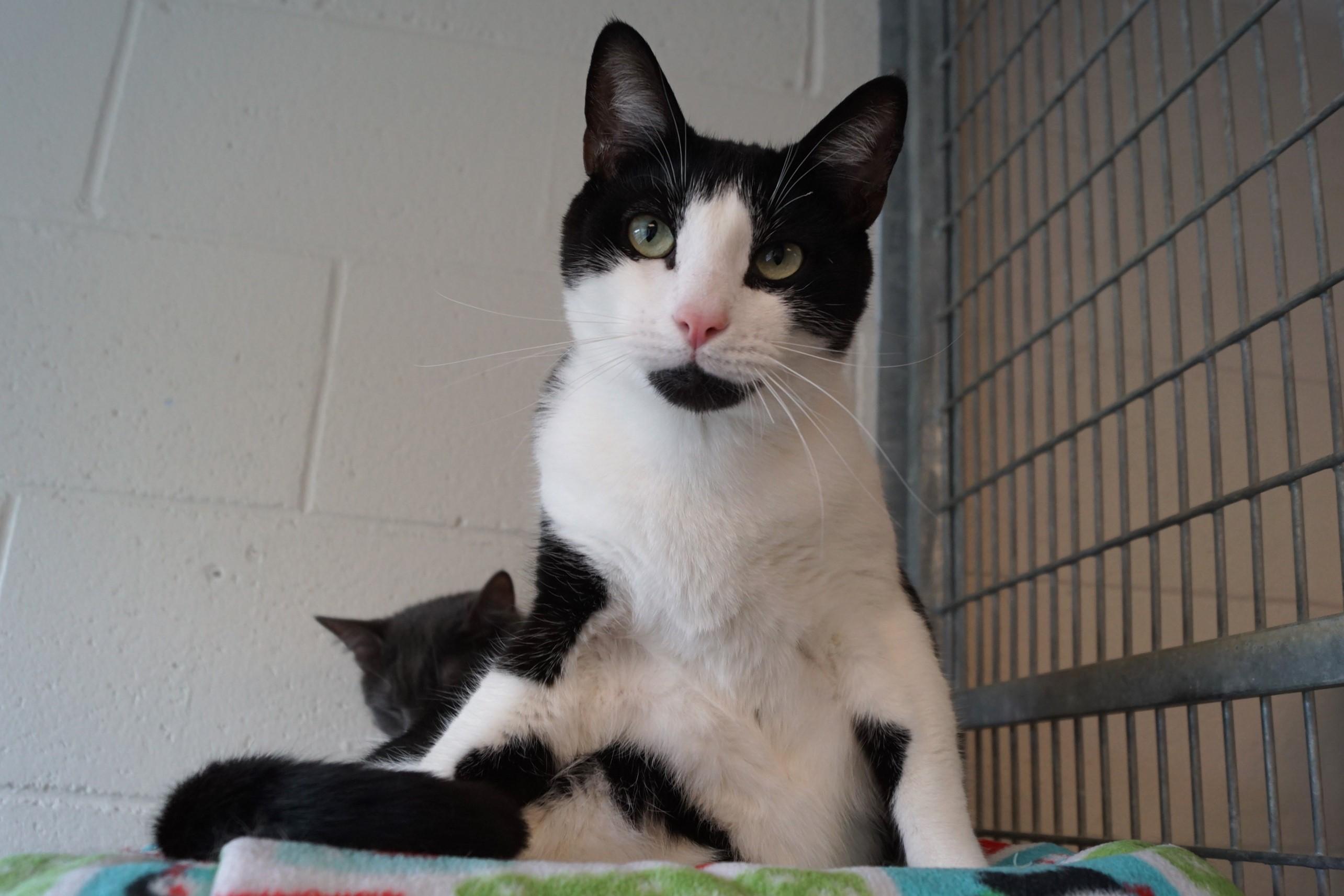 Howlet, a Adoptable Domestic Short Hair in New Milford, CT image 1/6