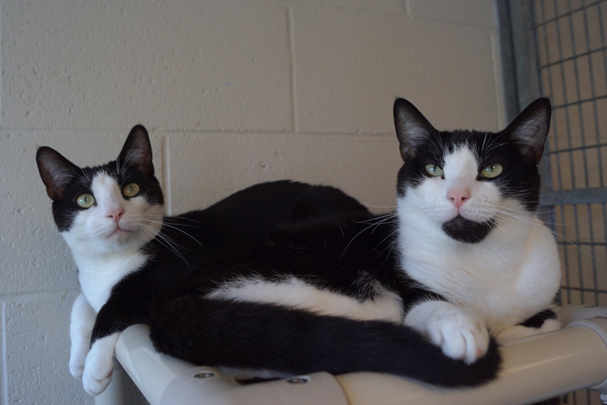 Howlet, a Adoptable Domestic Short Hair in New Milford, CT image 2/6