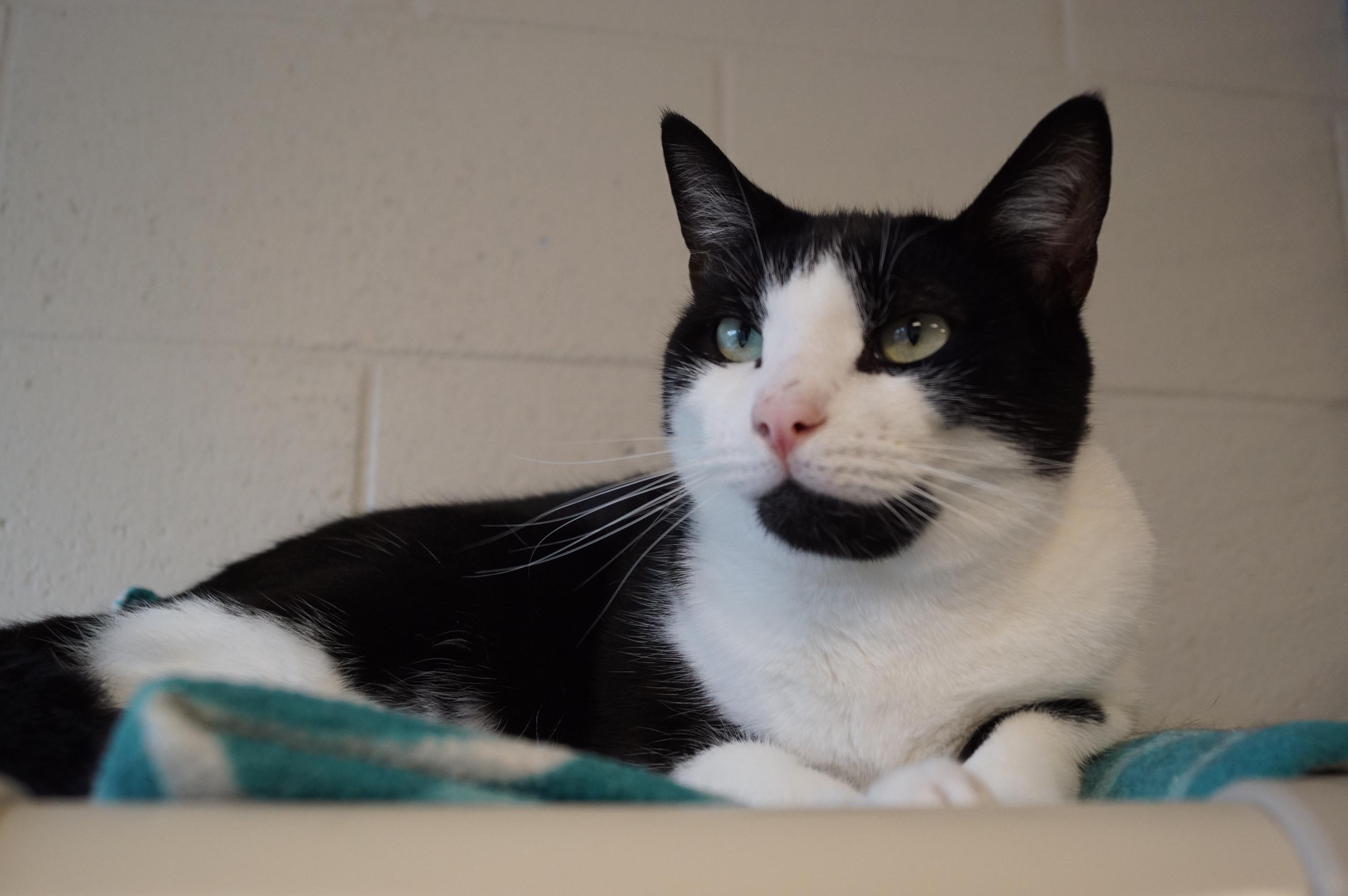 Howlet, a Adoptable Domestic Short Hair in New Milford, CT image 3/6