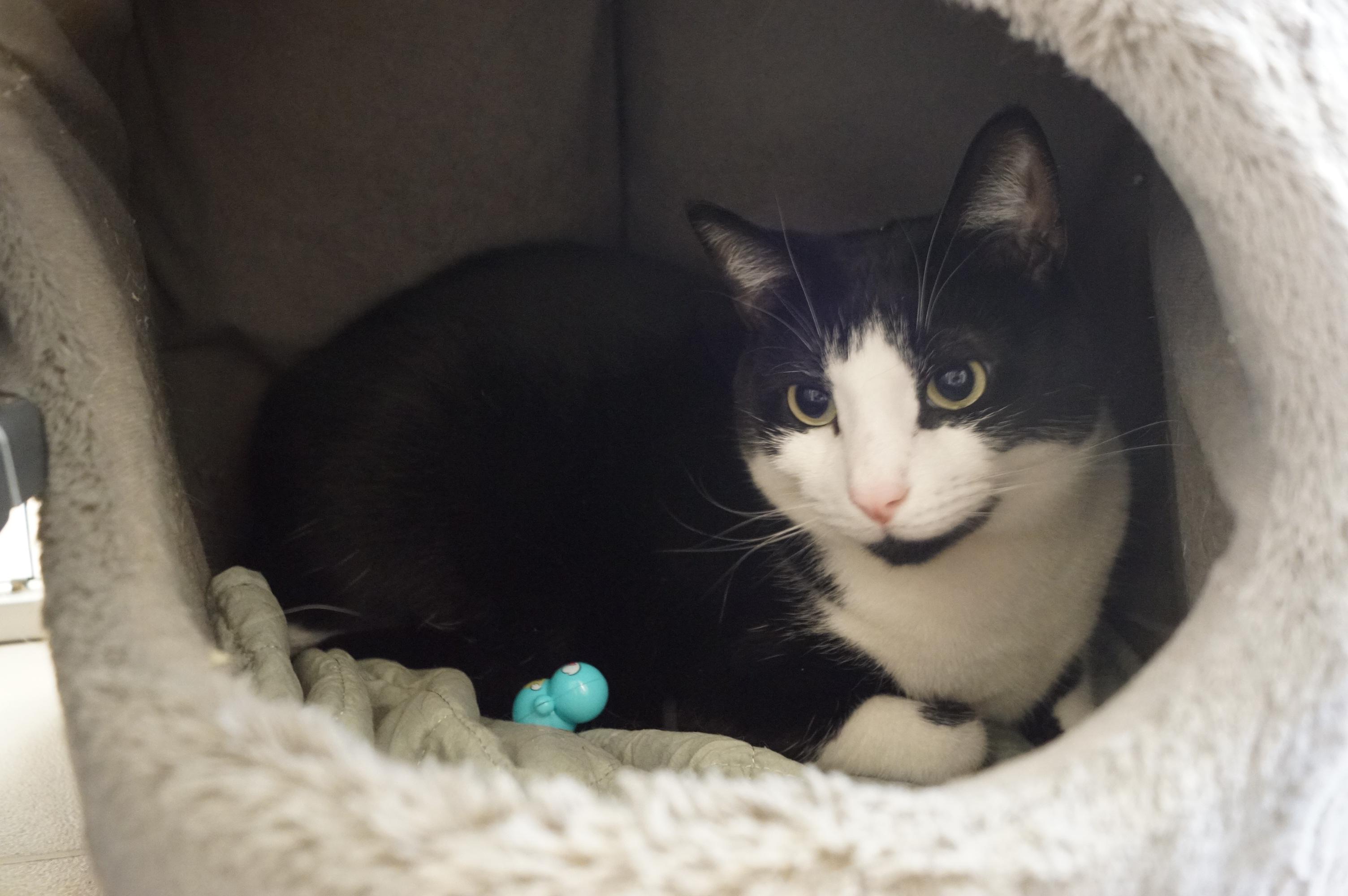 Enlarge Howlet, a Adoptable Domestic Short Hair in New Milford, CT image 2/6