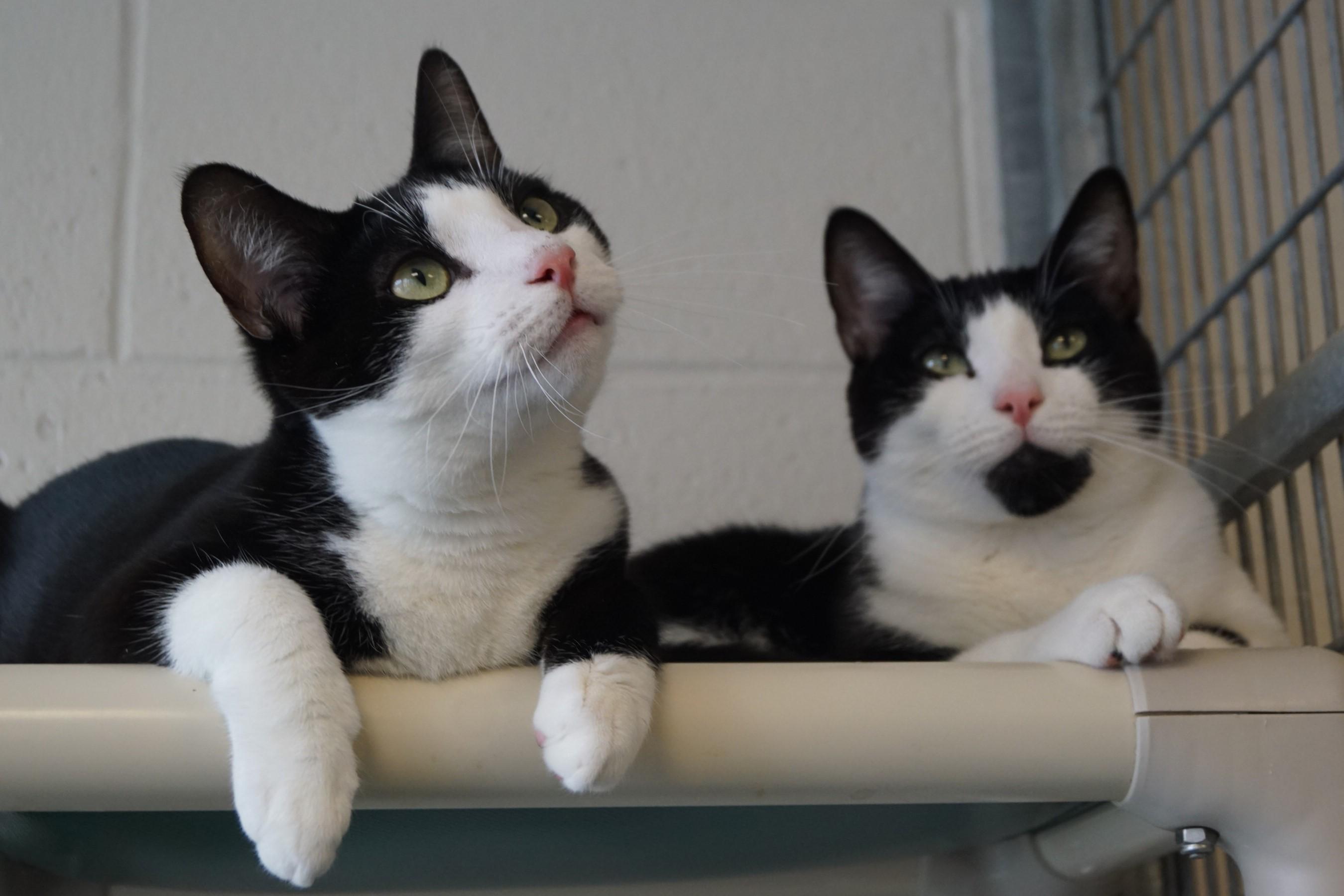 Howlet, a Adoptable Domestic Short Hair in New Milford, CT image 4/6