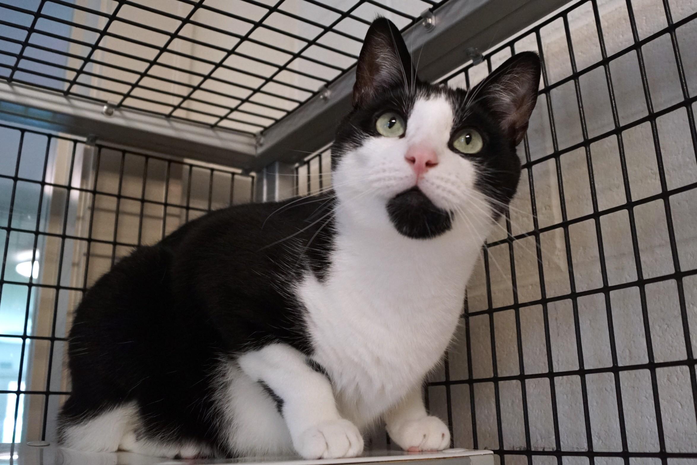 Enlarge Howlet, a Adoptable Domestic Short Hair in New Milford, CT image 1/6