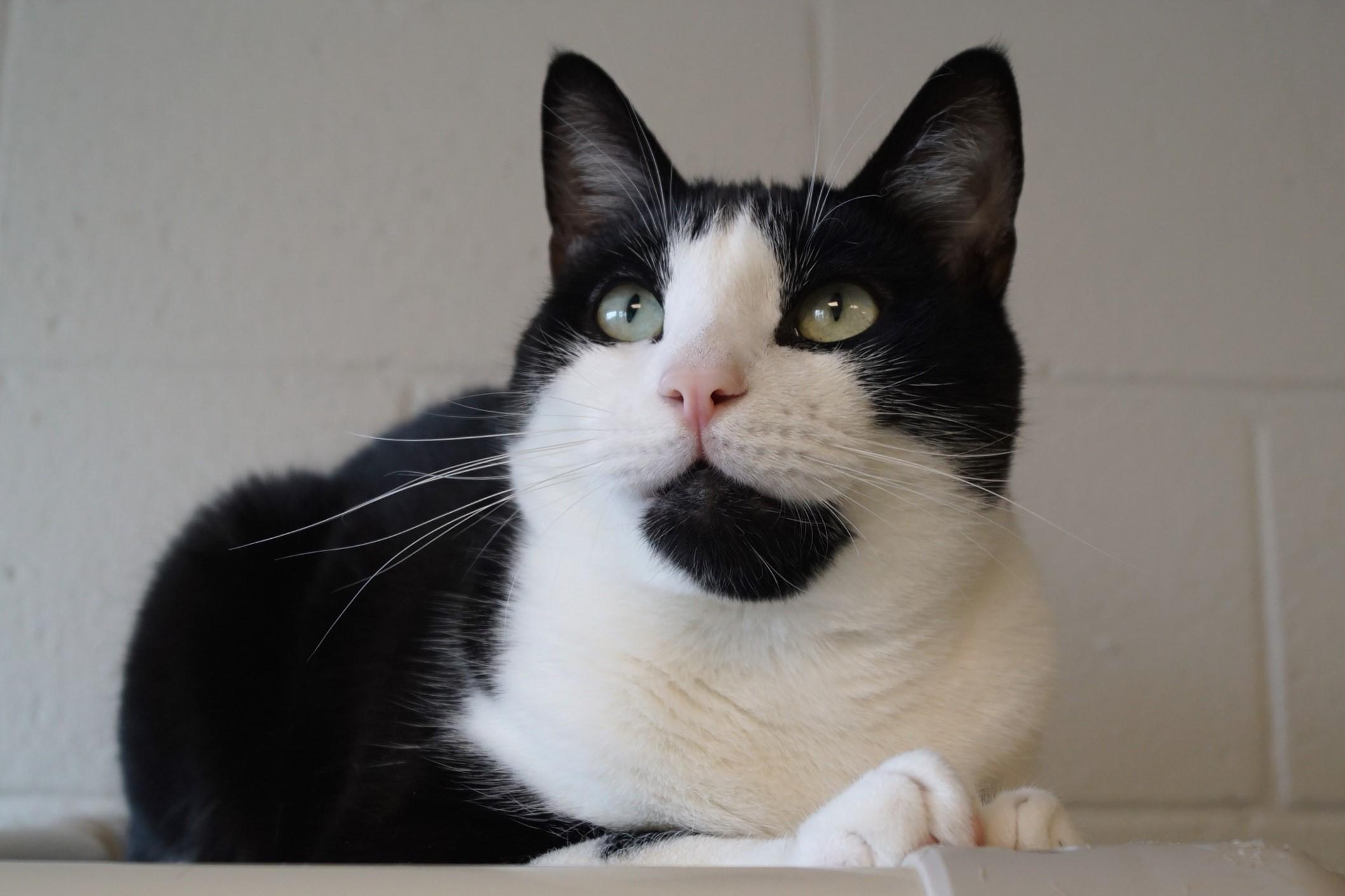 Enlarge Howlet, a Adoptable Domestic Short Hair in New Milford, CT image 5/6