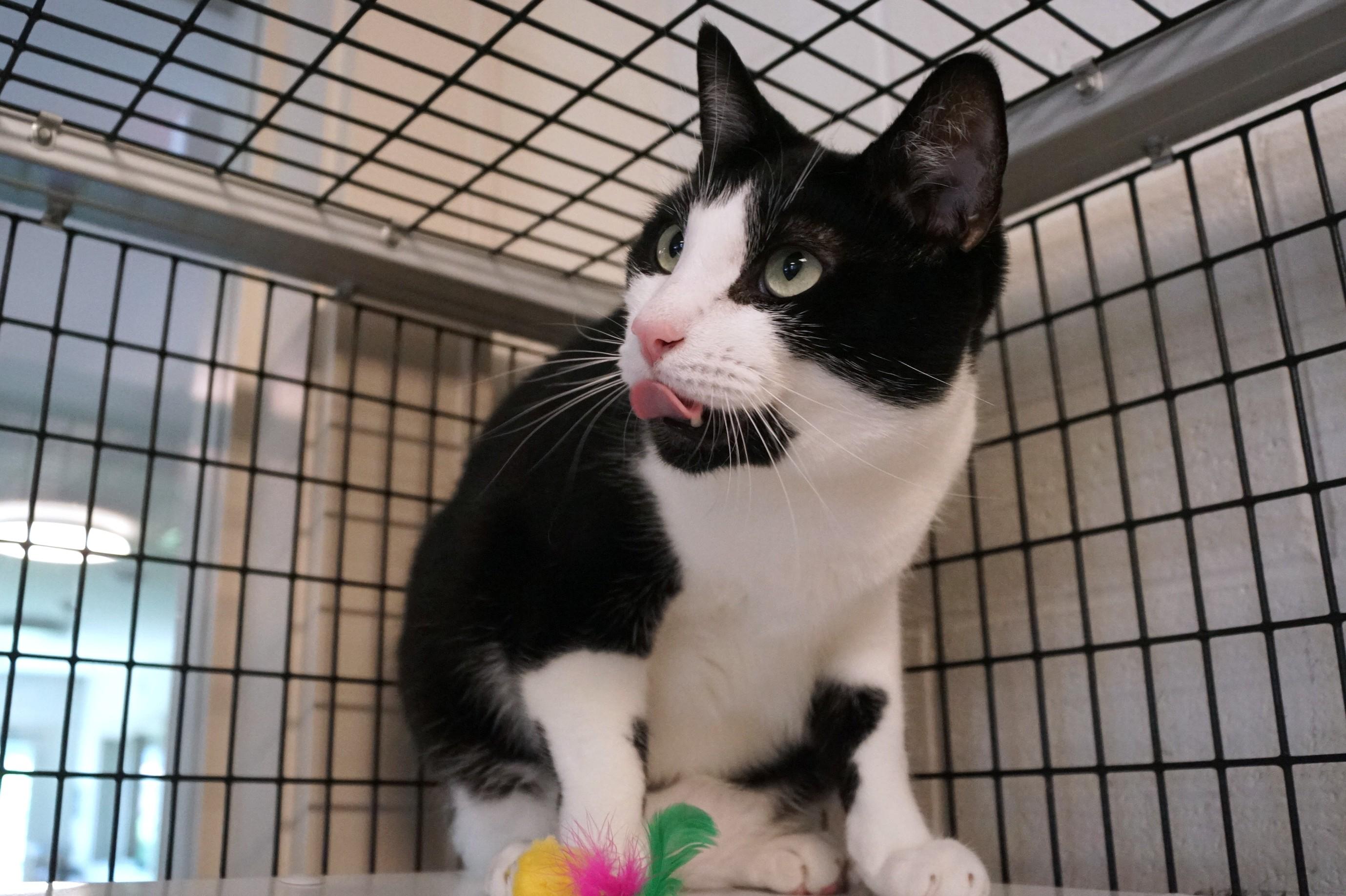 Enlarge Howlet, a Adoptable Domestic Short Hair in New Milford, CT image 6/6