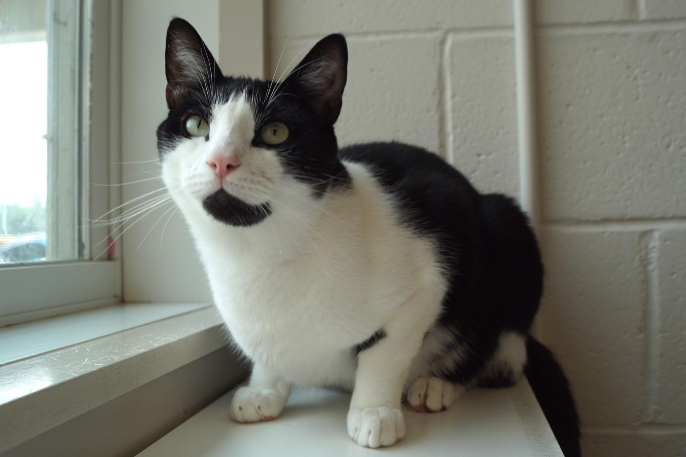 Howlet, a Adoptable Domestic Short Hair in New Milford, CT image 5/6