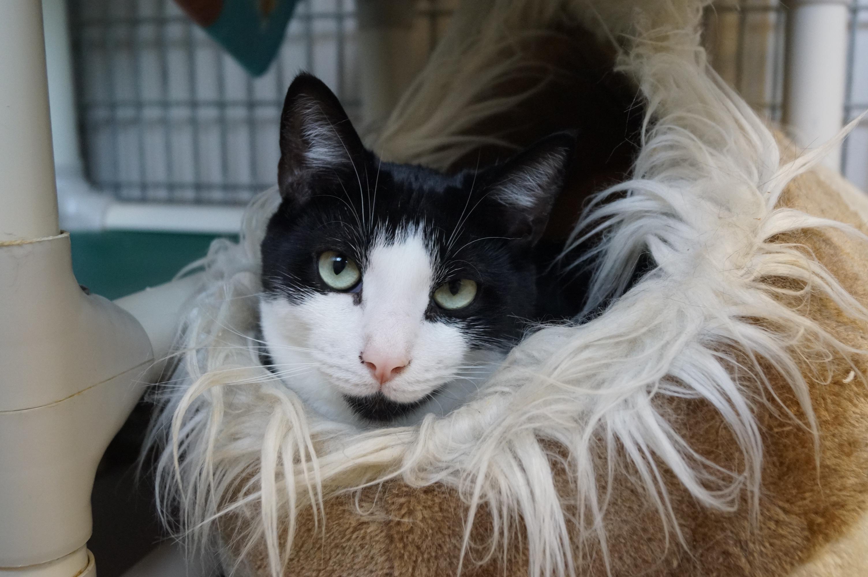 Howlet, a Adoptable Domestic Short Hair in New Milford, CT image 6/6