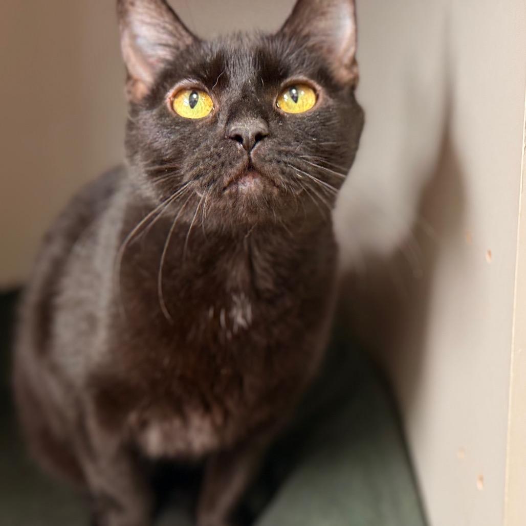 Robin, Adoptable, Adult Female Domestic Short Hair.