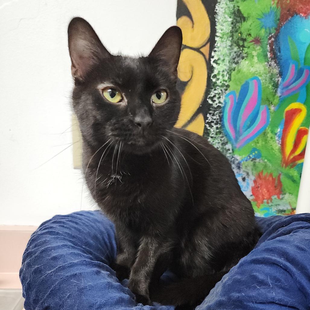 Robin, Adoptable, Adult Female Domestic Short Hair.