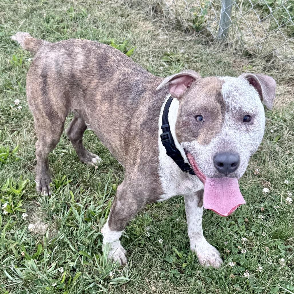 Ike 18D25, Adoptable, Adult Male Pit Bull Terrier.
