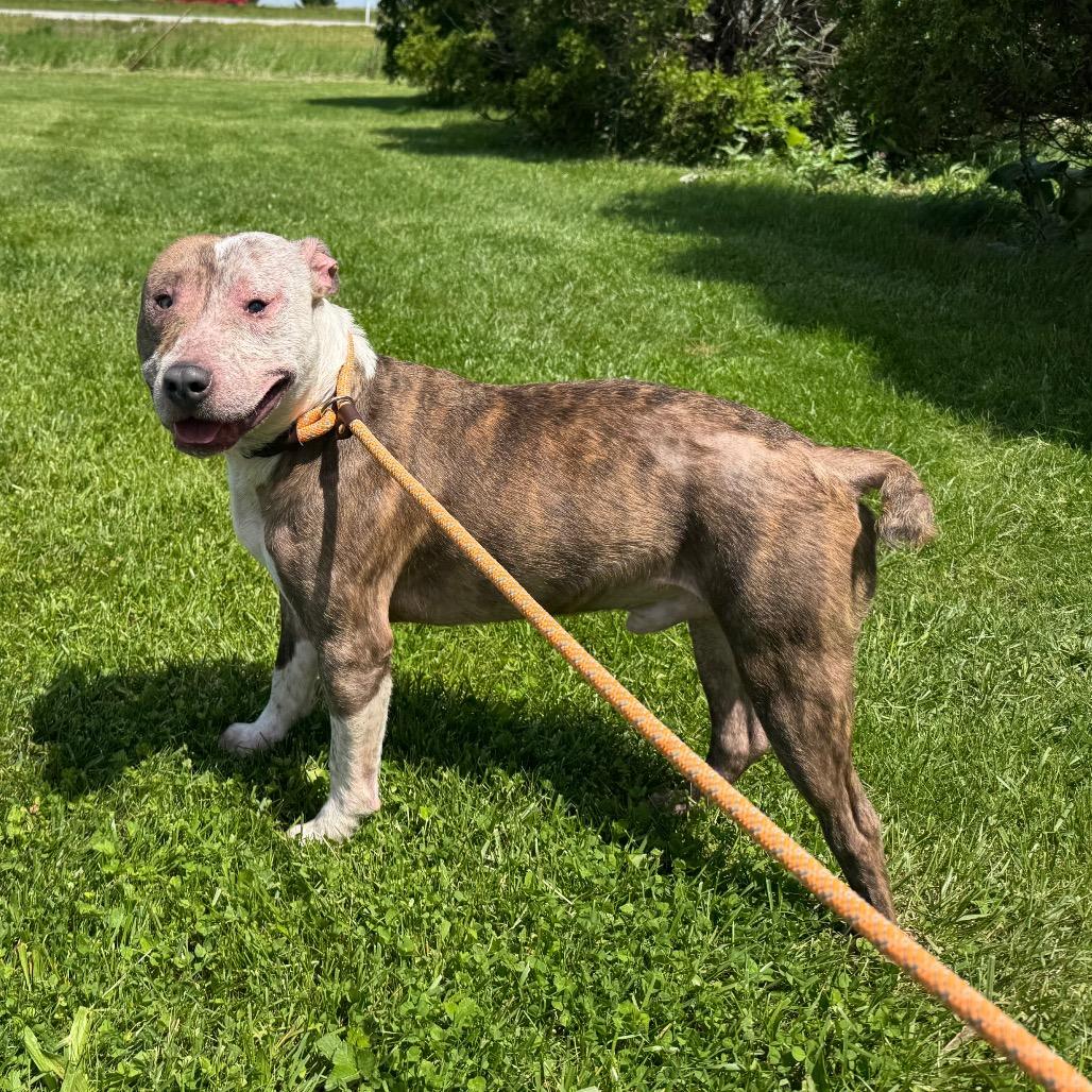 Enlarge Ike 18D25, a Adoptable Pit Bull Terrier in Napoleon, OH image 2/6