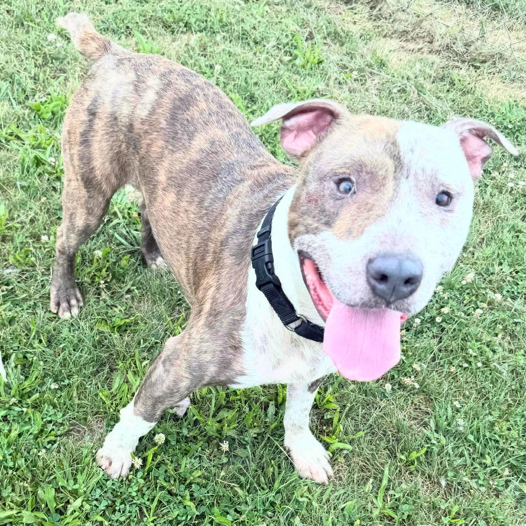 Enlarge Ike 18D25, a Adoptable Pit Bull Terrier in Napoleon, OH image 3/6