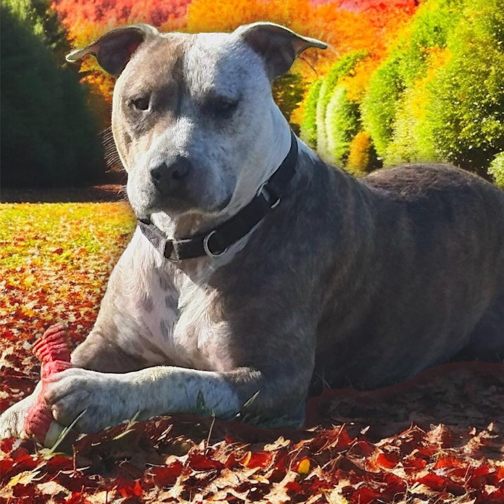 Enlarge Ike 18D25, a Adoptable Pit Bull Terrier in Napoleon, OH image 4/6