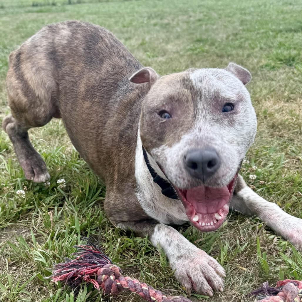 Enlarge Ike 18D25, a Adoptable Pit Bull Terrier in Napoleon, OH image 6/6