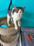 Enlarge Annie, an adopted Domestic Short Hair in Chico, CA image 1/1