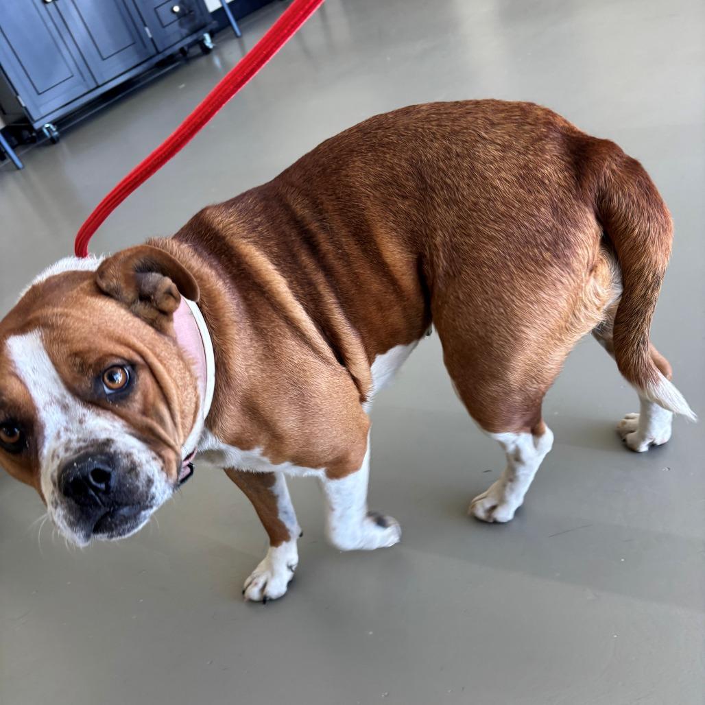 Enlarge Ginger, a Adoptable English Bulldog in Falmouth, KY image 1/1