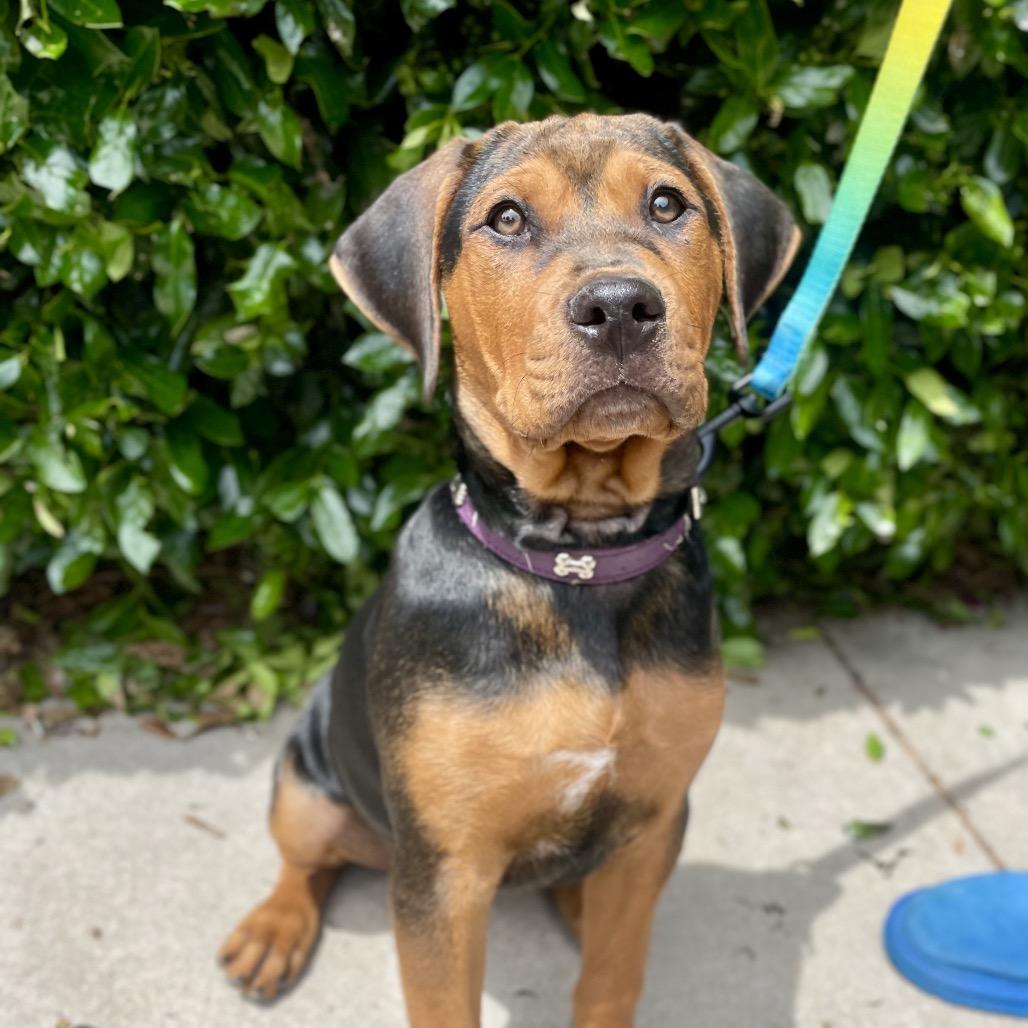 Brownie, Adoptable, Puppy Male Rottweiler & Mixed Breed.