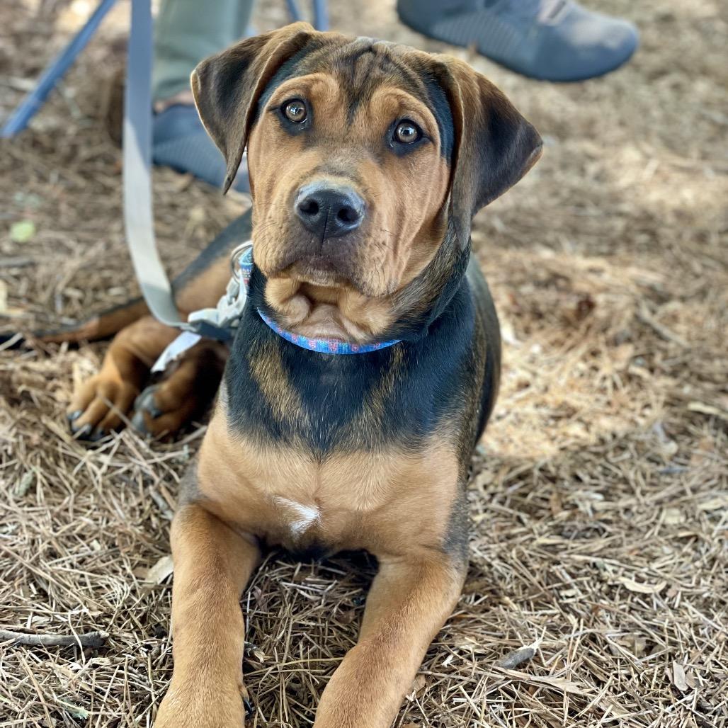 Enlarge Brownie, a Adoptable mixed breed in Fayetteville, GA image 2/6
