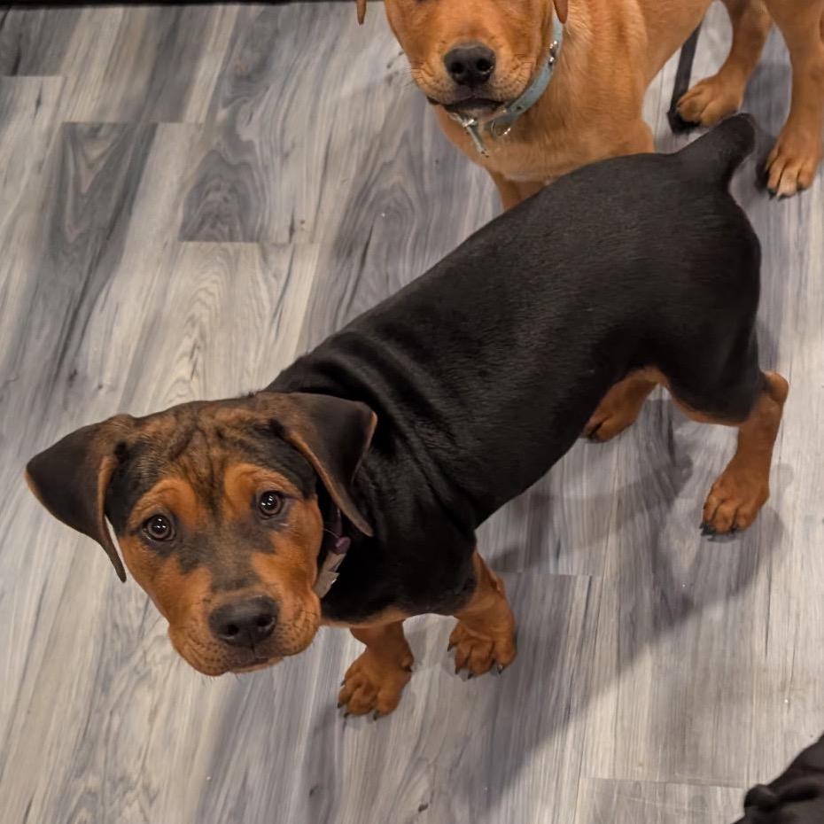 Enlarge Brownie, a Adoptable mixed breed in Fayetteville, GA image 2/6