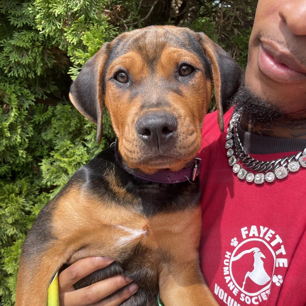 Enlarge Brownie, a Adoptable mixed breed in Fayetteville, GA image 3/6