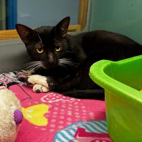 Enlarge Ralphie, a ADOPTABLE Domestic Short Hair in Suffolk, VA image 1/1