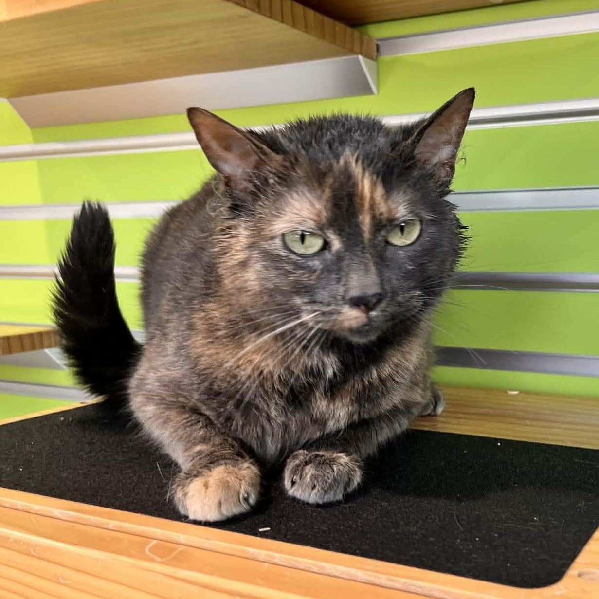 Enlarge Nessa, a Adoptable mixed breed in Tyler, TX image 1/5