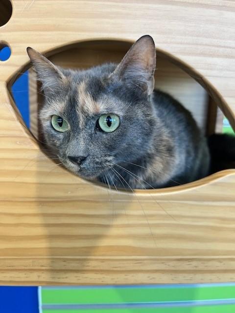 Enlarge Nessa, a Adoptable mixed breed in Tyler, TX image 3/5