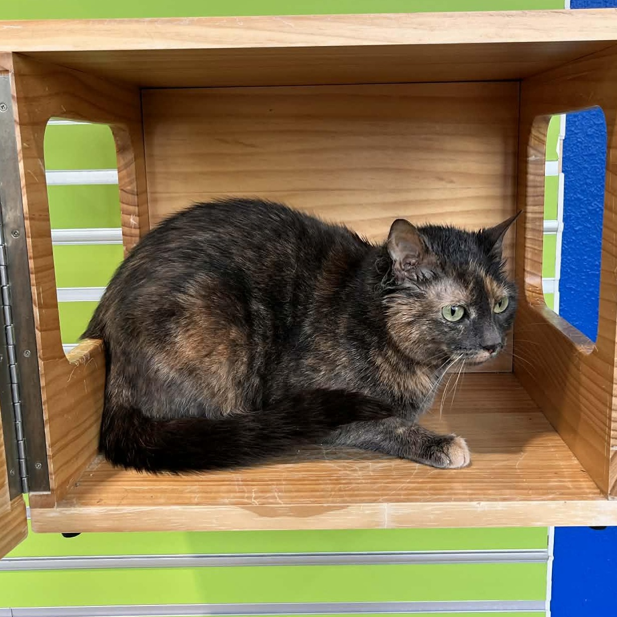 Enlarge Nessa, a Adoptable mixed breed in Tyler, TX image 5/5