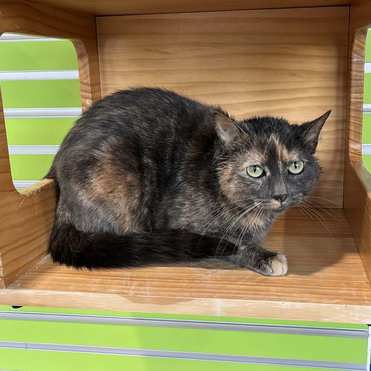 Enlarge Nessa, a Adoptable mixed breed in Tyler, TX image 2/5