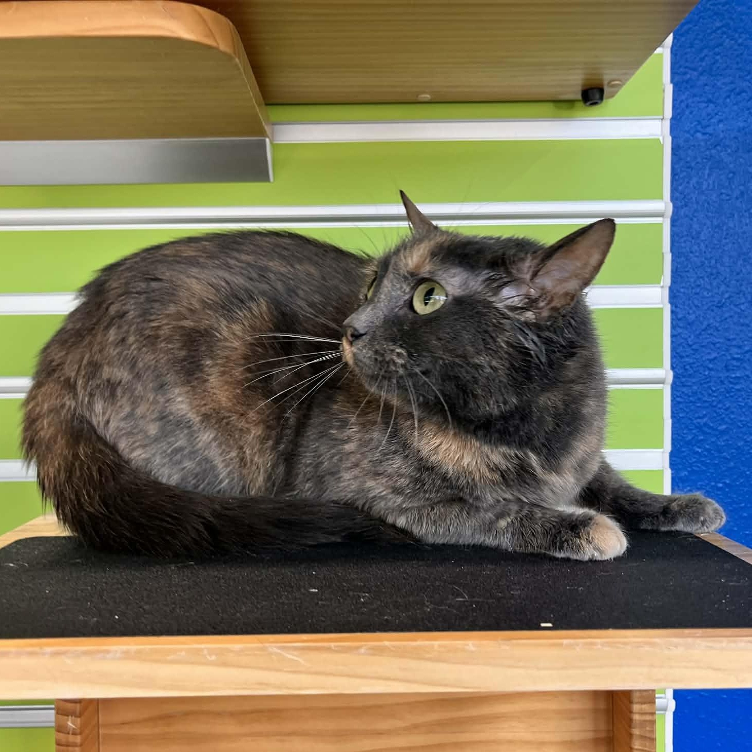 Enlarge Nessa, a Adoptable mixed breed in Tyler, TX image 4/5
