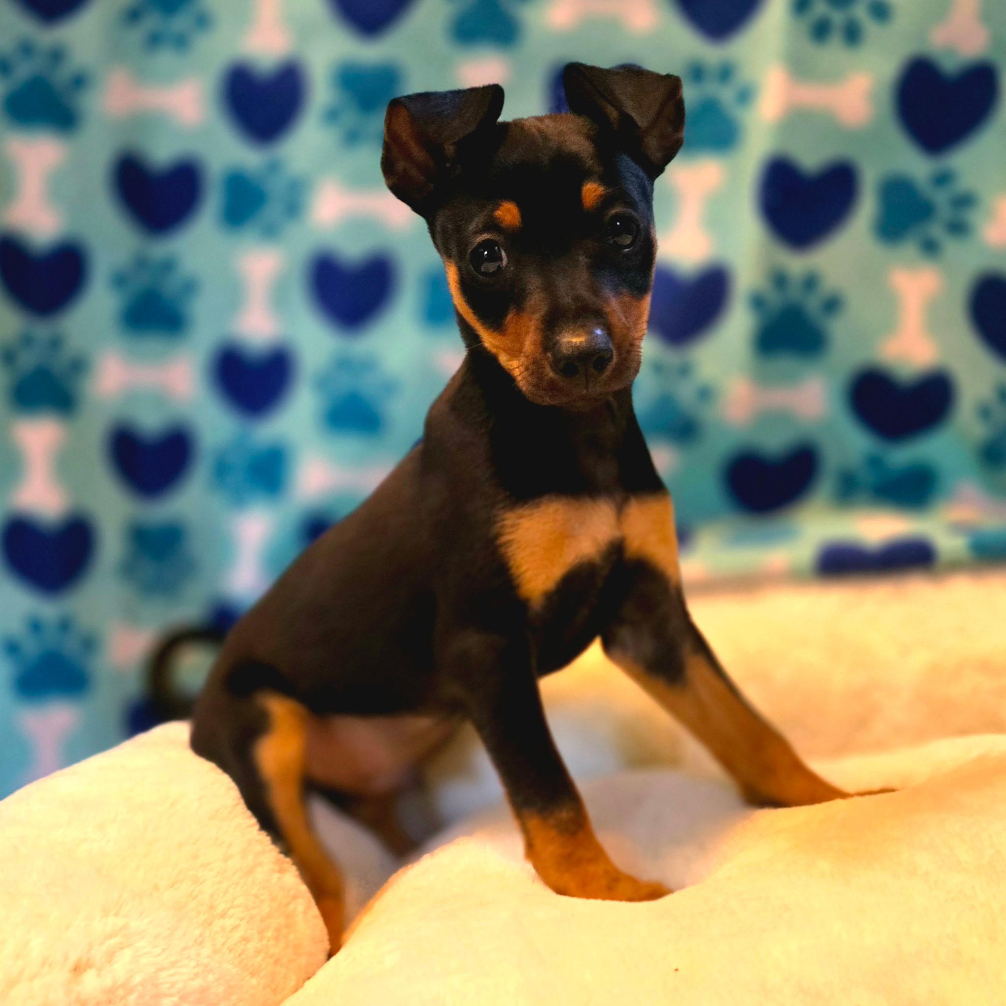 Chandler, an adopted mixed breed in Hayward, CA image 1/3