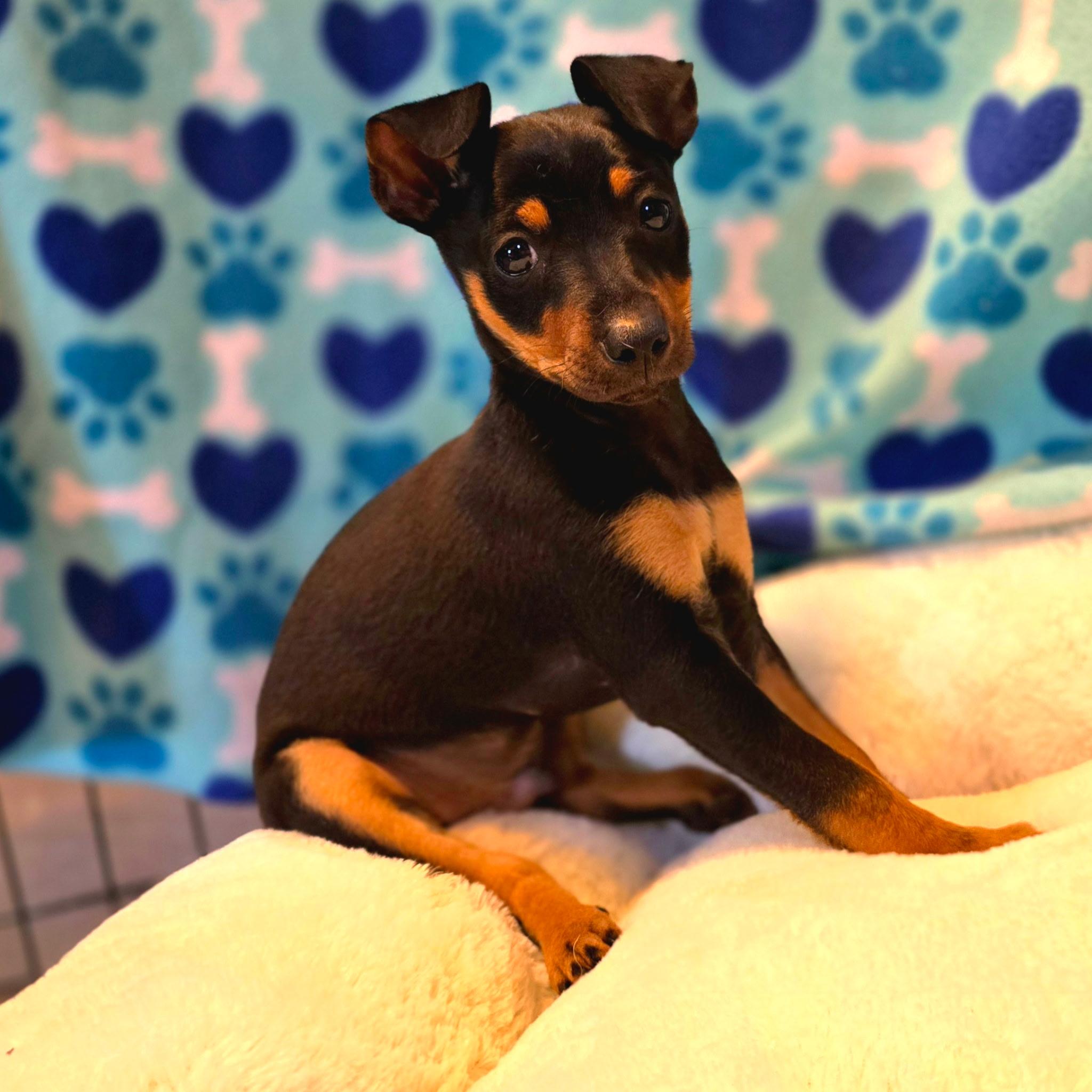 Chandler, an adopted mixed breed in Hayward, CA image 2/3