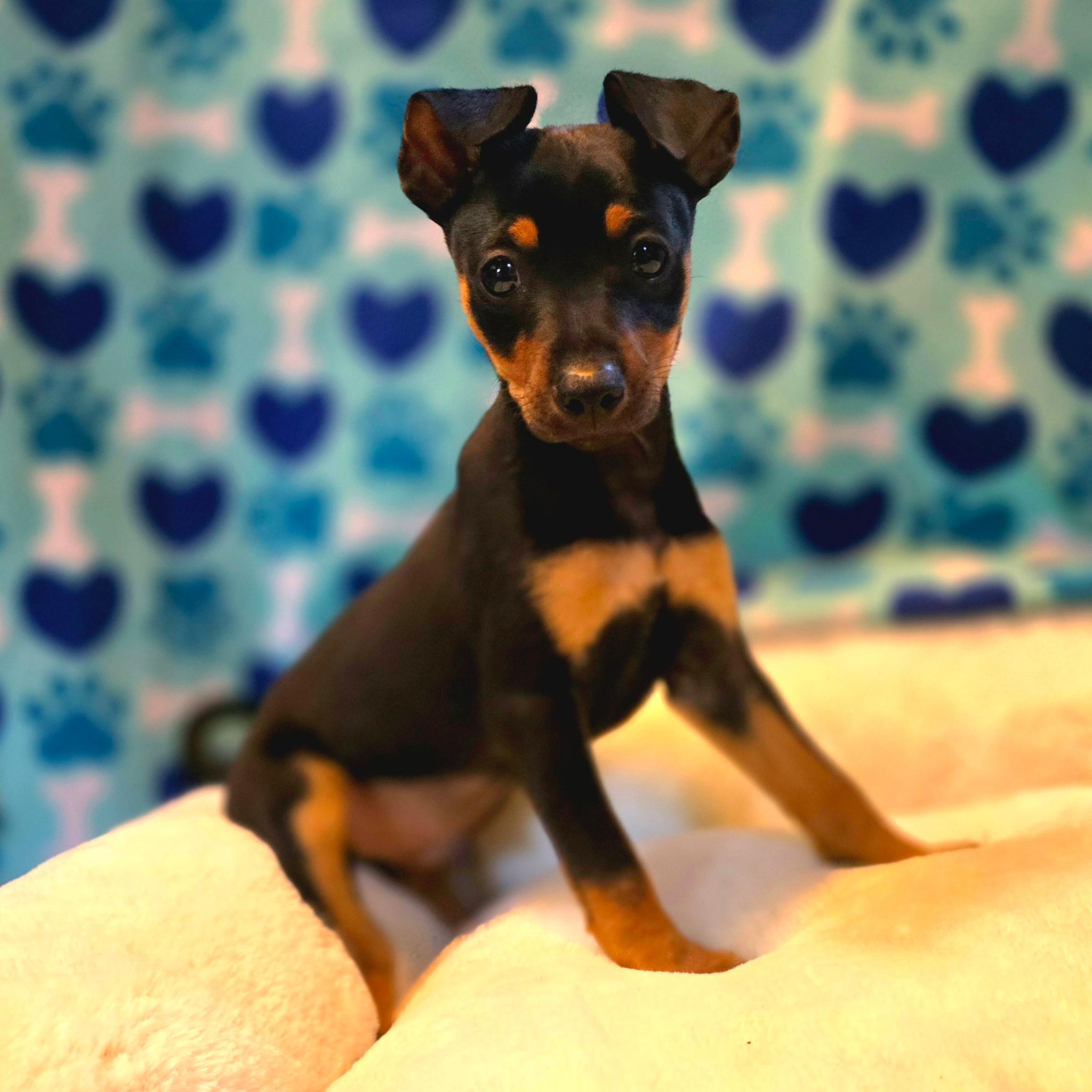 Chandler, an adopted mixed breed in Hayward, CA image 3/3