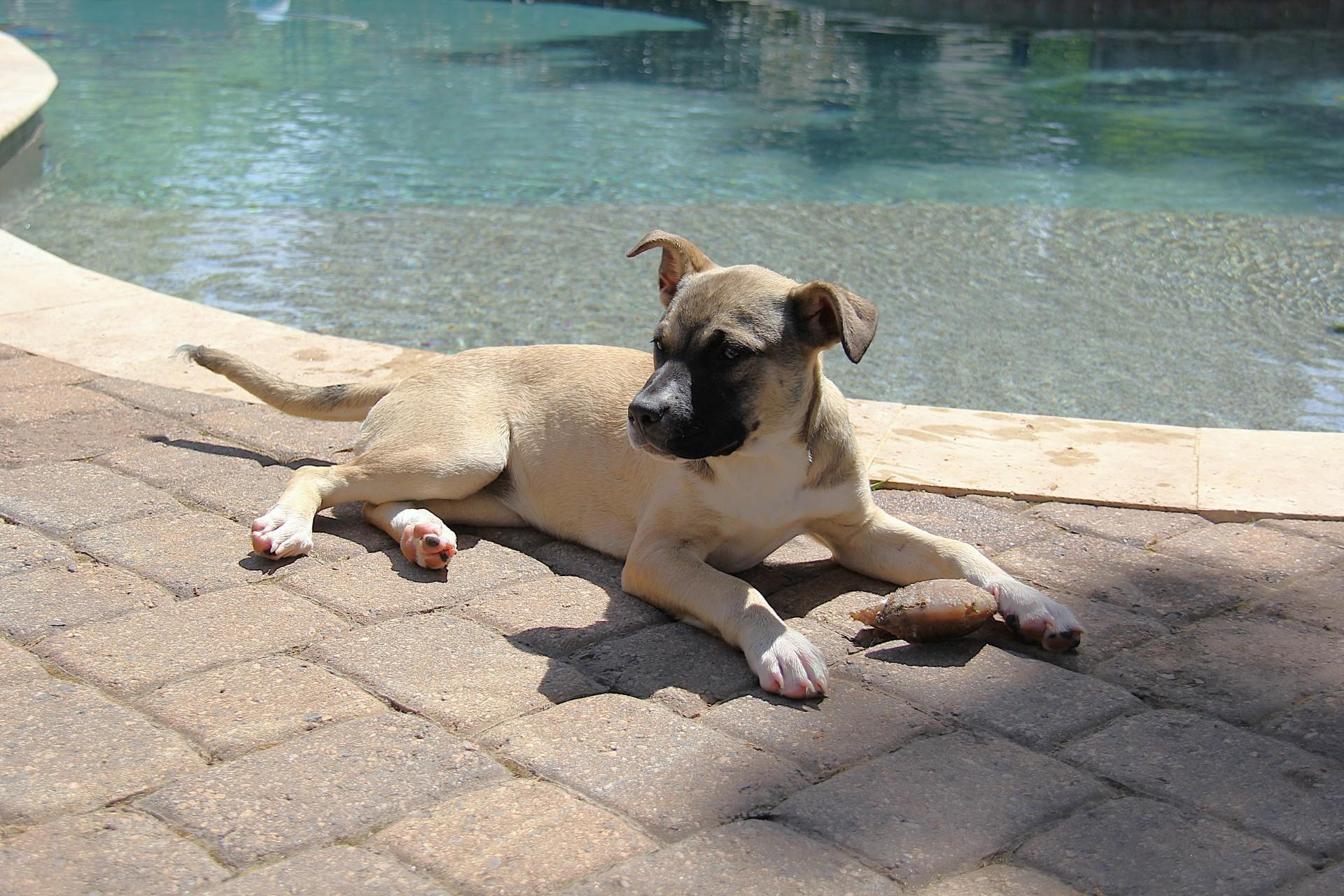 Charlie, a Adoptable mixed breed in Monroe, NC image 5/5