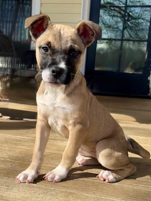 Charlie, a Adoptable mixed breed in Monroe, NC image 1/5