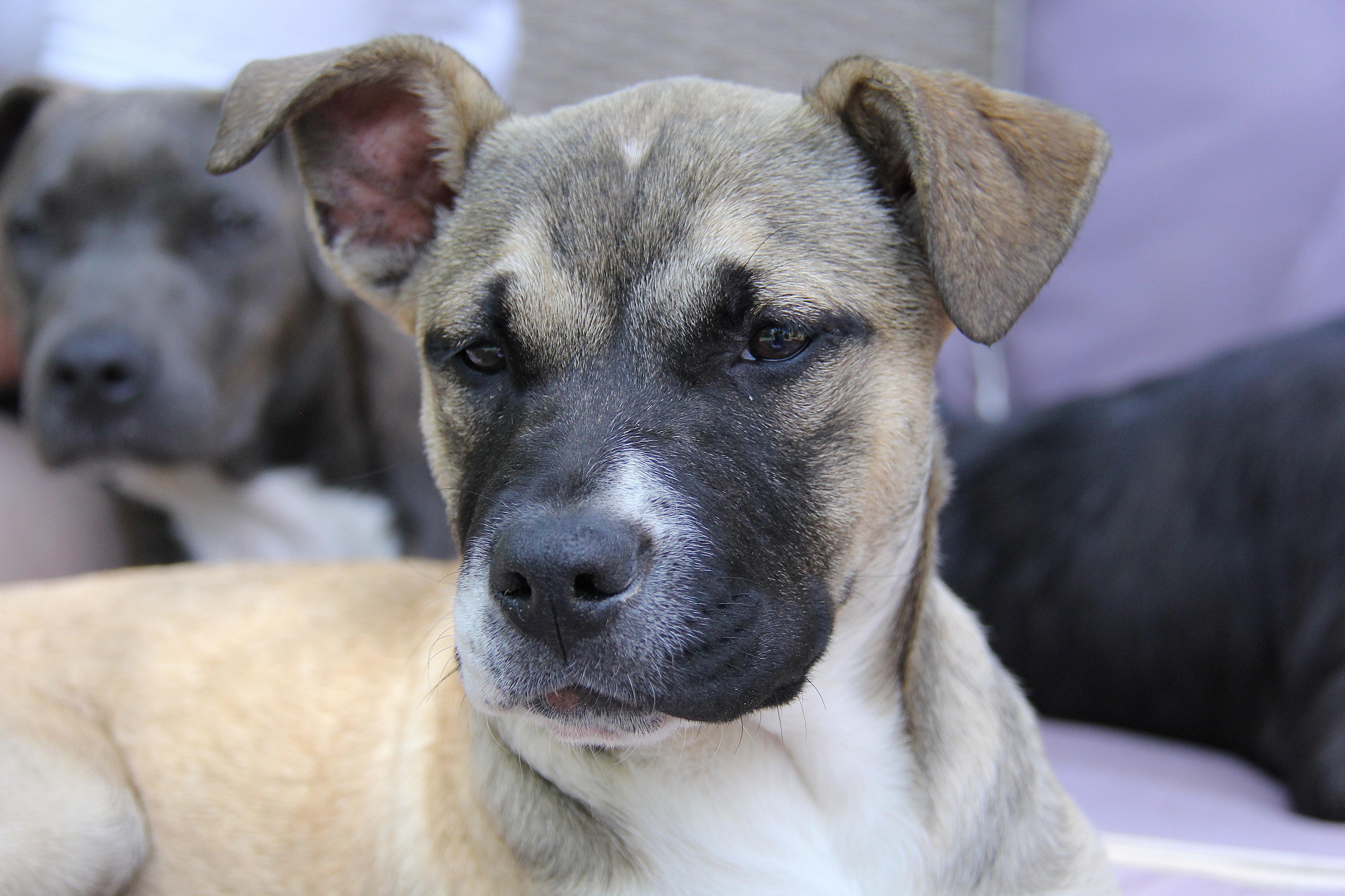 Charlie, a Adoptable mixed breed in Monroe, NC image 2/5