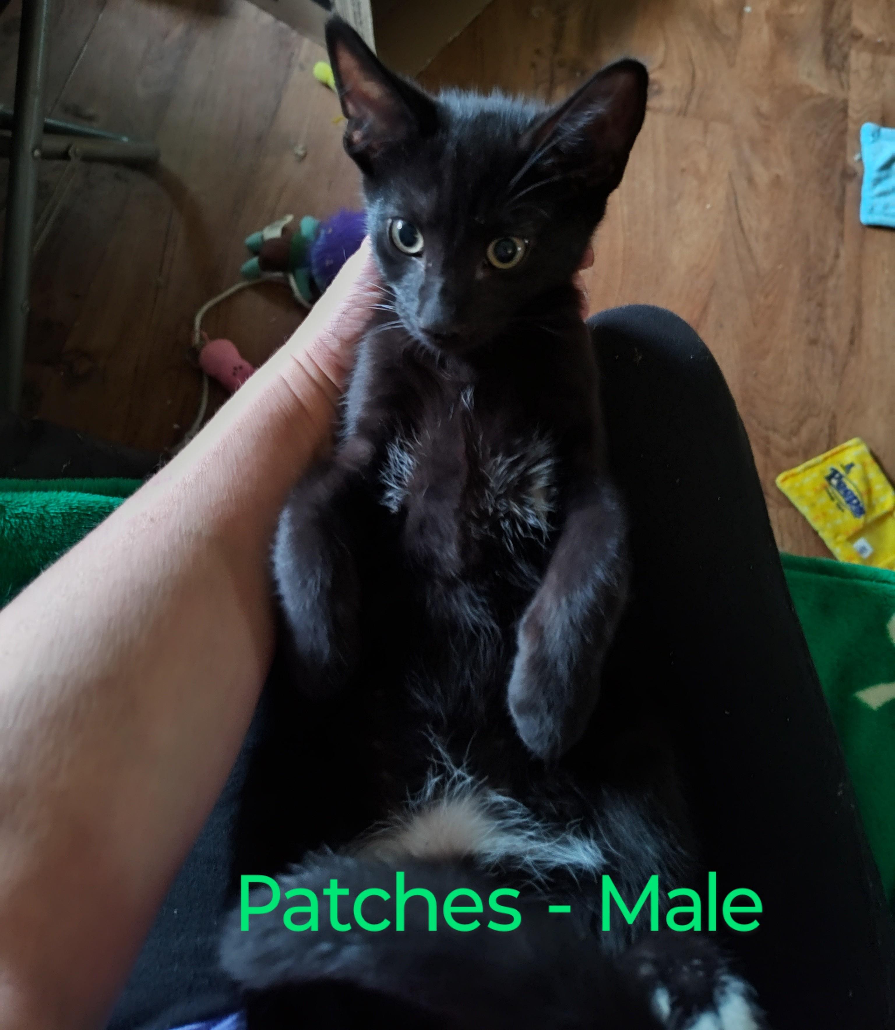 Patches (urgent courtesy listing)