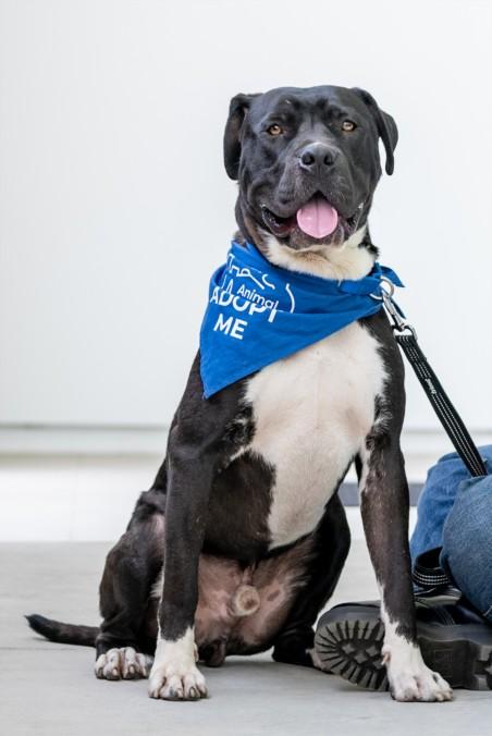 WHISKEY, Adoptable, Young Male Cane Corso & Mixed Breed.