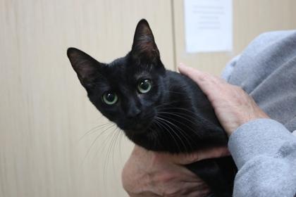 Enlarge Glimmer, a Adoptable mixed breed in Brunswick, GA image 1/1