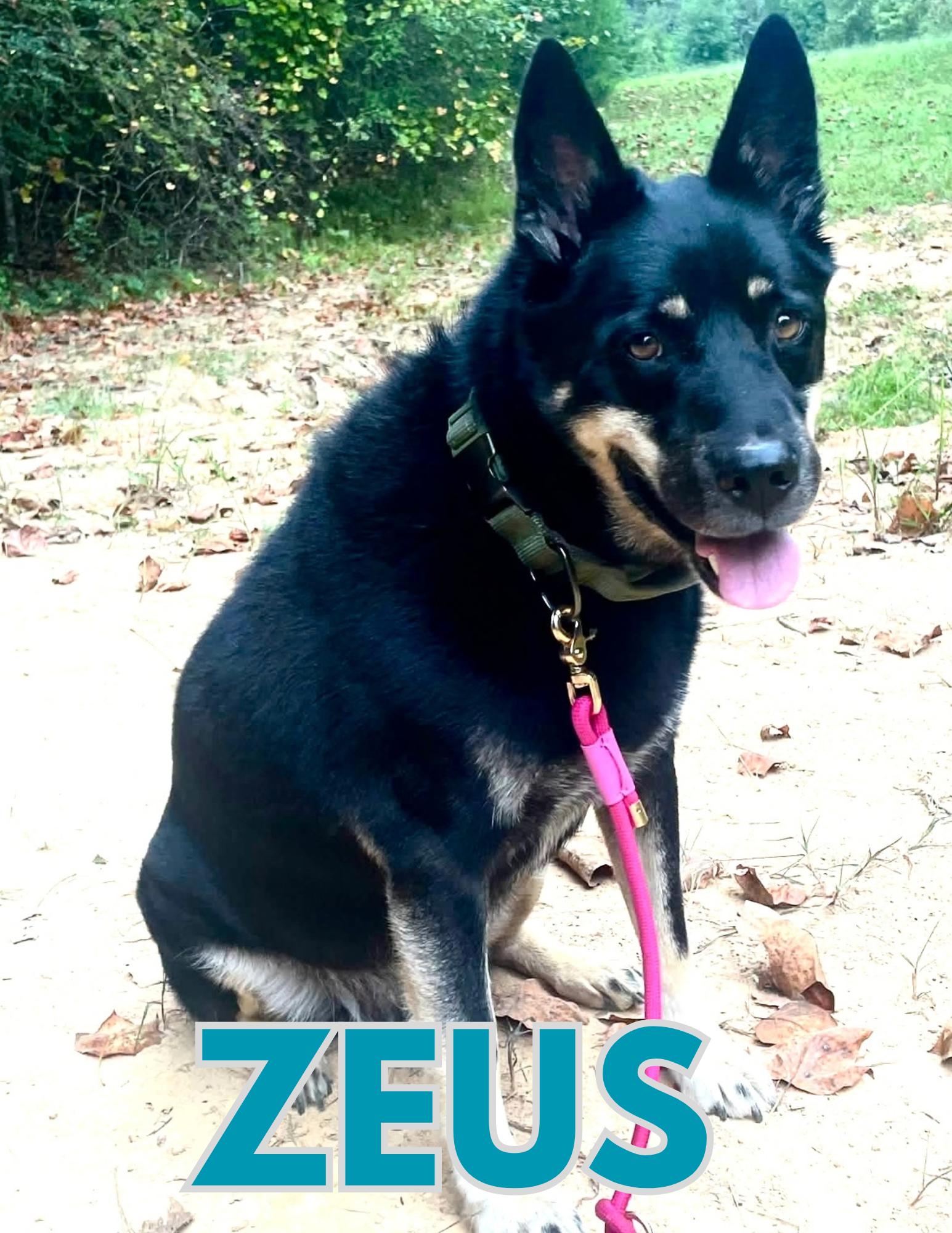 Enlarge Zeus 2, a Adoptable mixed breed in Shalimar, FL image 1/1